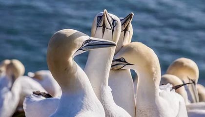 玩法-罗斯转会并不突然|于根伟|天津津门虎|签约|天津|津门虎_新浪体育_新浪新闻