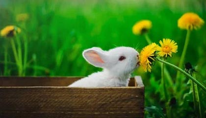 百家乐app下载官方网站-“硬核”北欧两项或将退出冬奥会